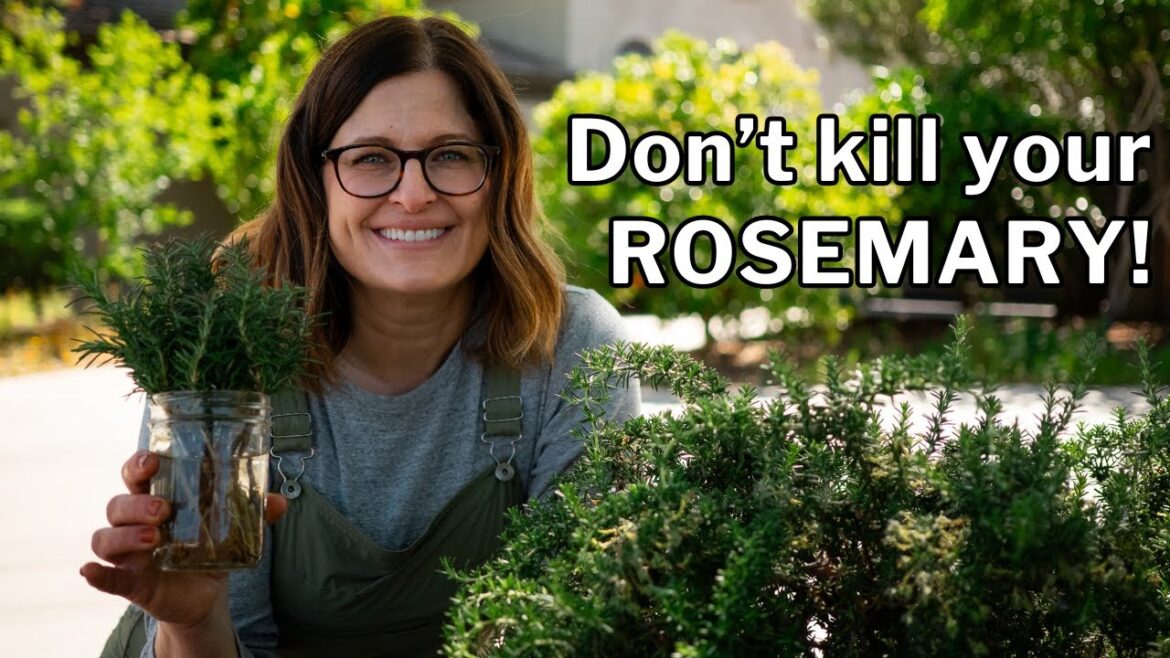 ROSEMARY GROWING GUIDE: Planting, Growing & Propagation ROSEMARY GROWING GUIDE: Planting, Growing & Propagation