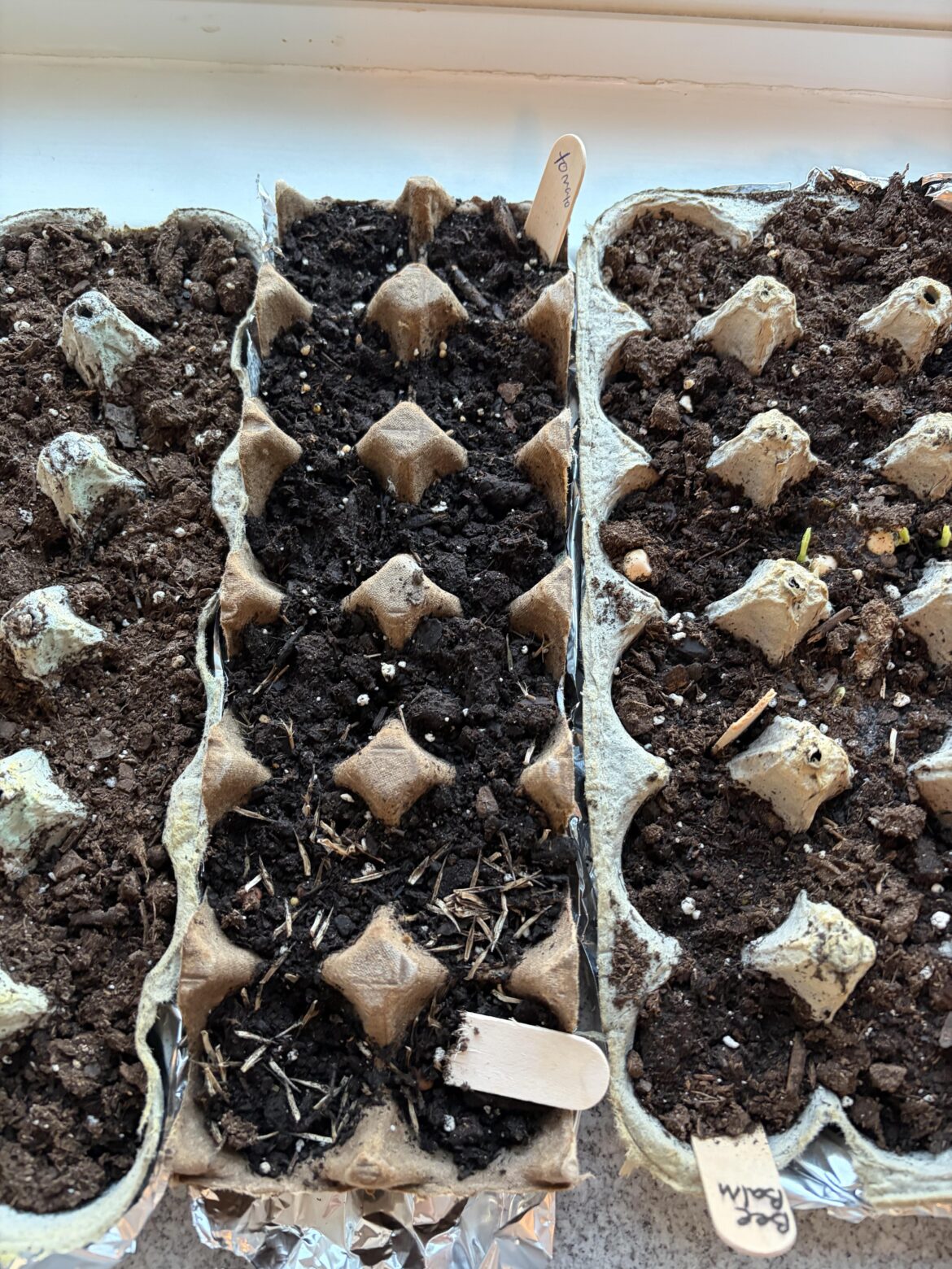 Why aren’t my seeds growing? Why aren’t my seeds growing?