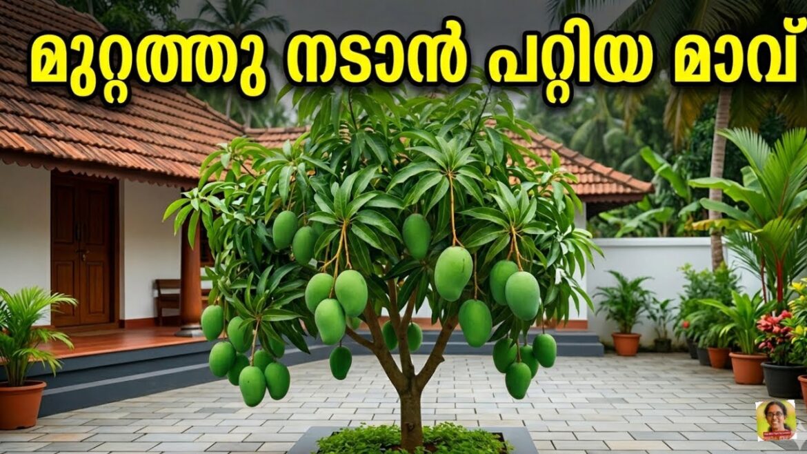കൊളമ്പ് മാവ് | Colomb Mango Kerala 🥭 | Sweet Homestead Variety | Garden Tips by Leena