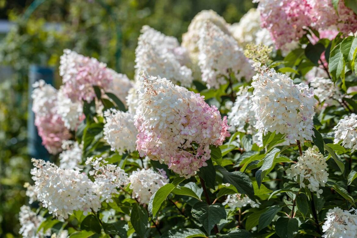 13 Fast-Growing Plants That Impatient Gardeners Always Plant in Their Gardens The Spruce