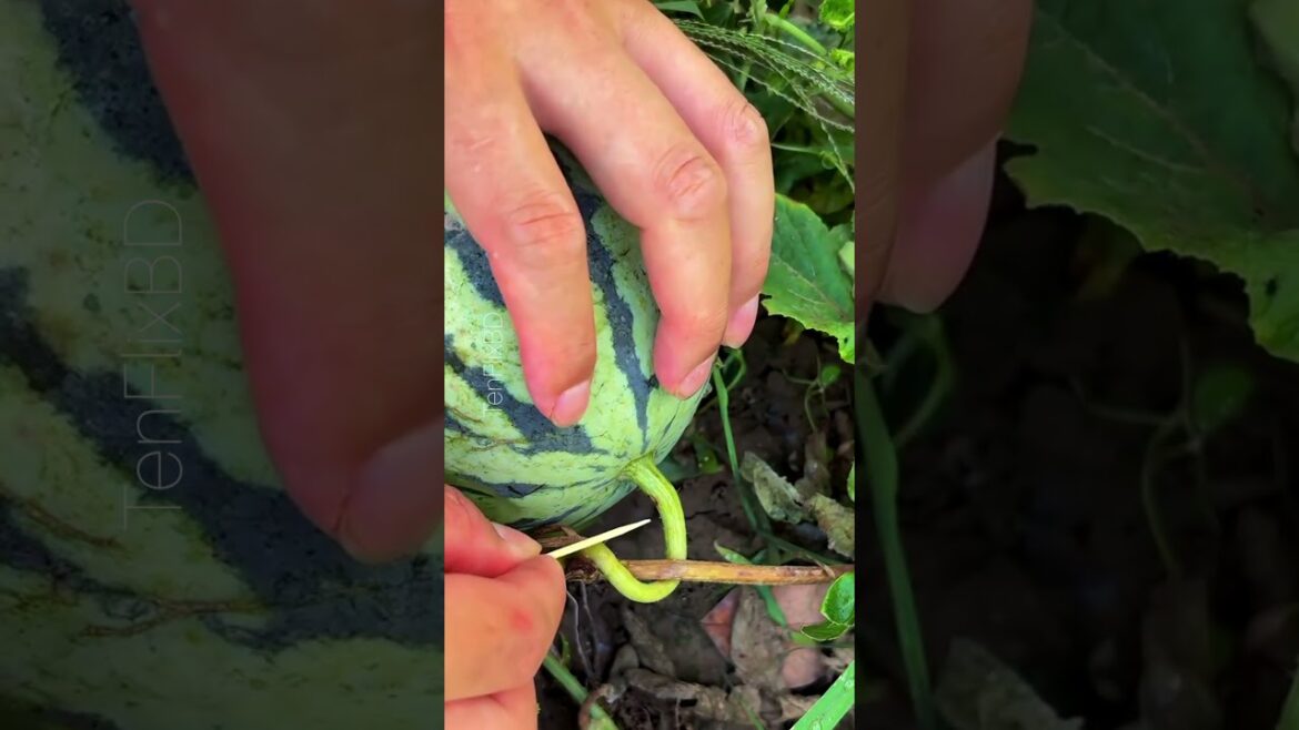 99% Farmers Don’t Know These 4 Smart Farming Tricks 🔥#Shorts #SmartFarming #Agriculture#trending 99% Farmers Don’t Know These 4 Smart Farming Tricks 🔥#Shorts #SmartFarming #Agriculture#trending