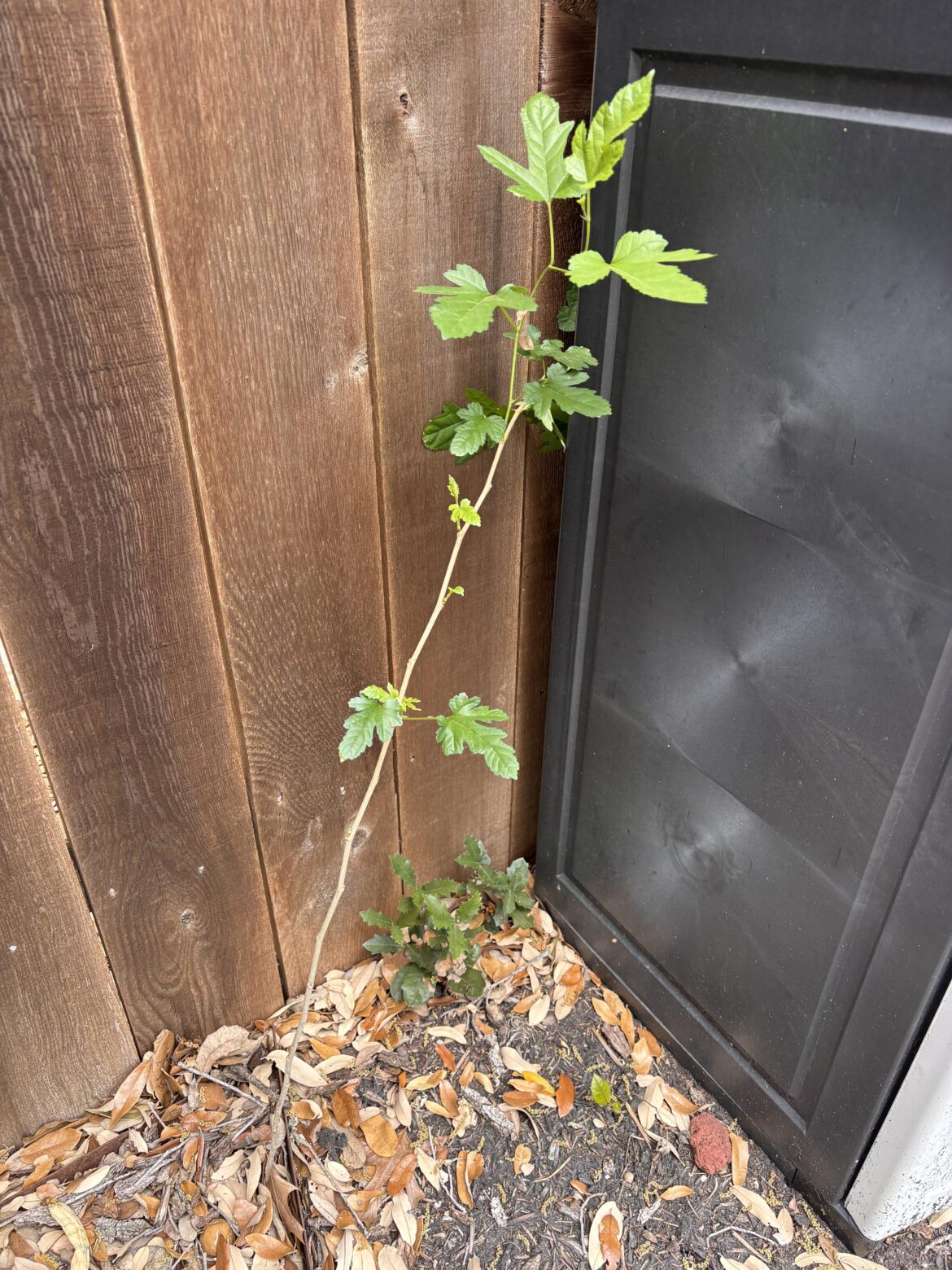 Is This a Tree?