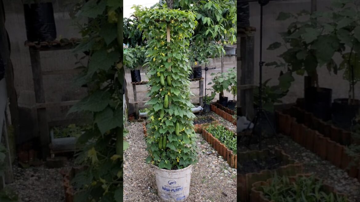 Grow Cucumbers in a Bucket: Easy DIY Container Gardening! #gardening