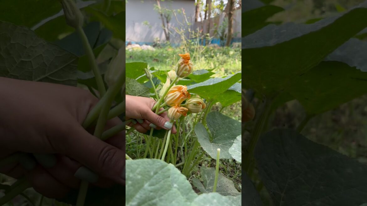 This Small Change = More Pumpkins? 🎃🔥 #Shorts#gardeningtips#satisfying#garden#short#ytshorts#yt