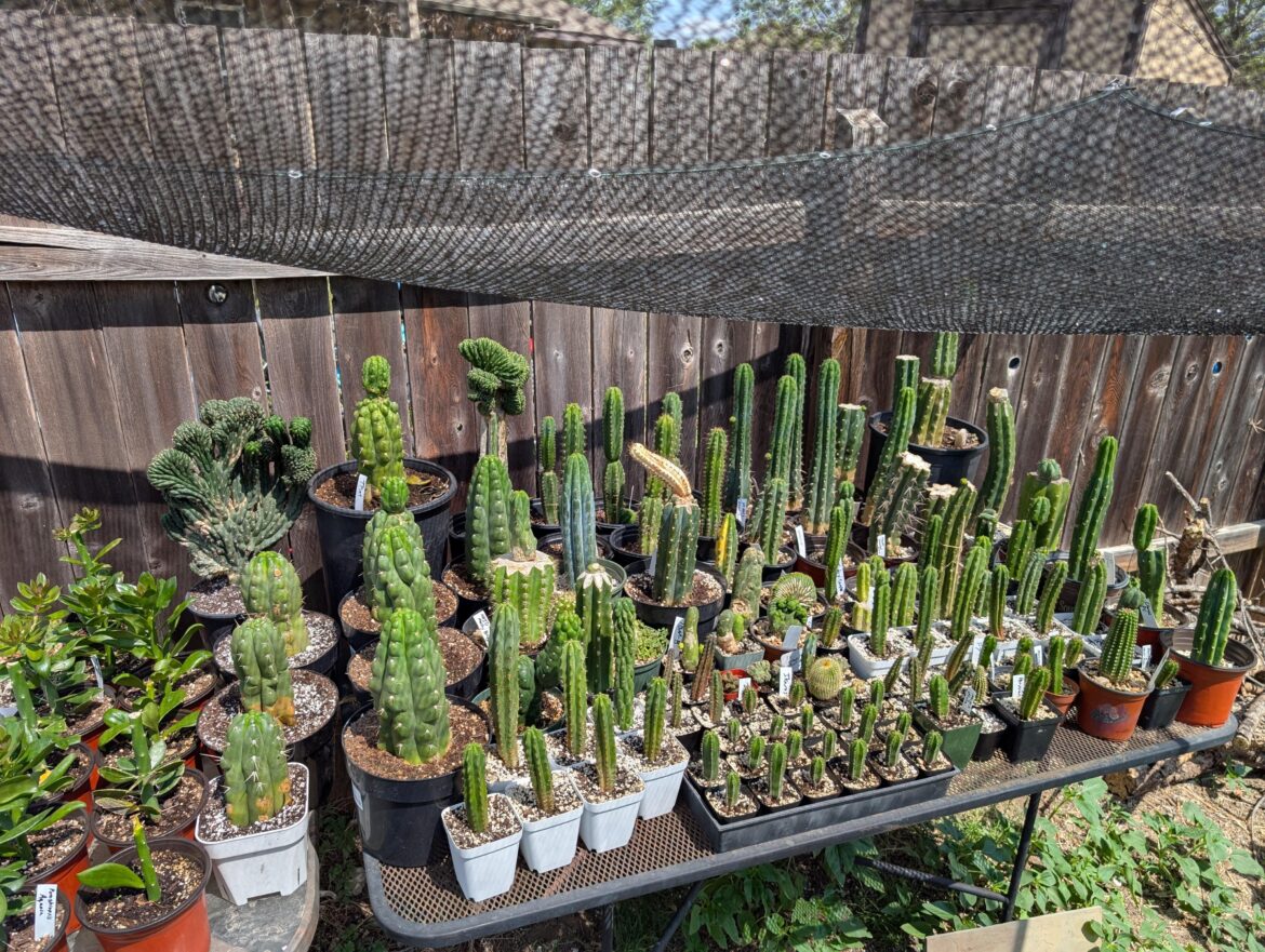 Latest garden shot