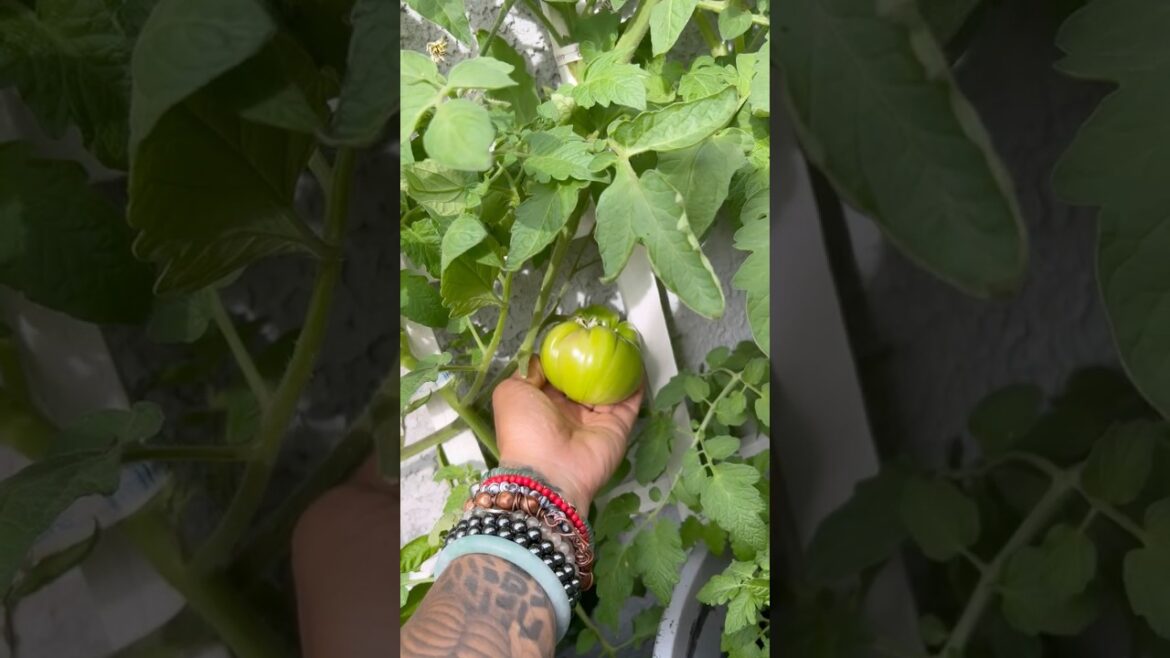 Front yard container garden #lasvegasgardening #containergardening Front yard container garden #lasvegasgardening #containergardening