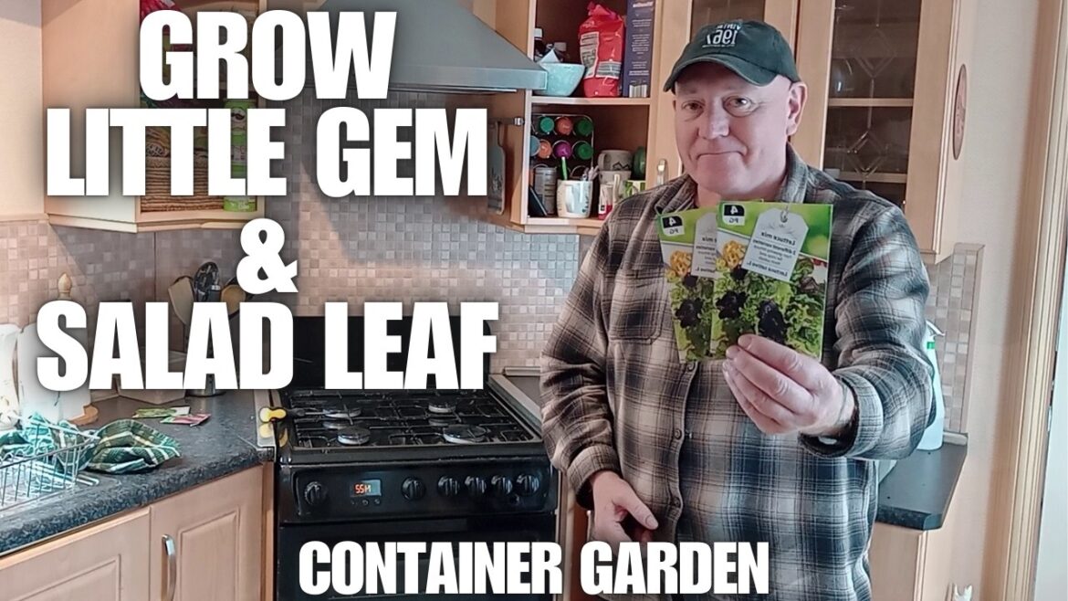 Home Grown Salads Little Gem Beetroot Leaves & Mixed Salad [Container Gardening ]