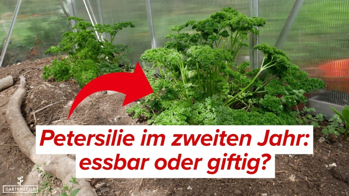 Petersilie im zweiten Jahr: noch essbar oder giftig? Petersilie im zweiten Jahr: noch essbar oder giftig?