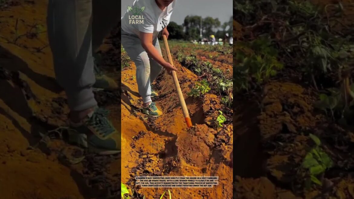 Transforming the Garden with This Simple Tool: Easy Soil Digging Tips!