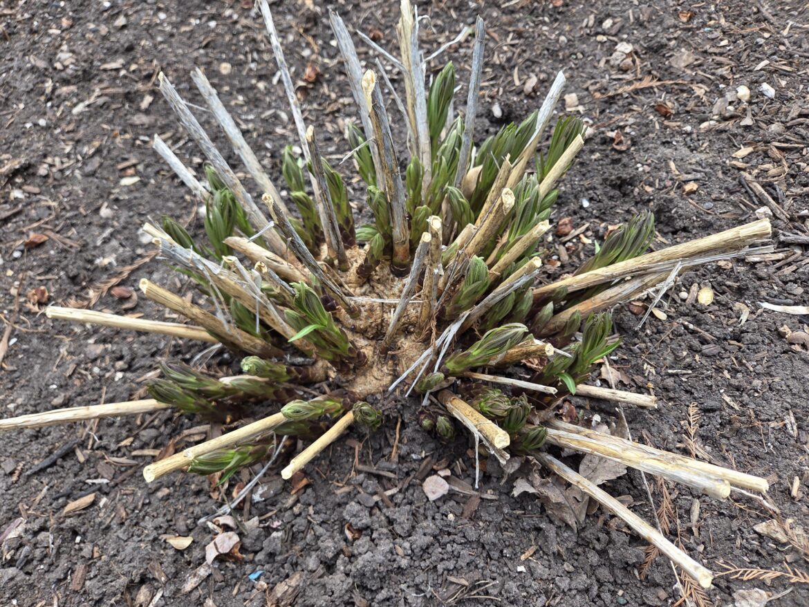 Amsonia: Caudex or not?