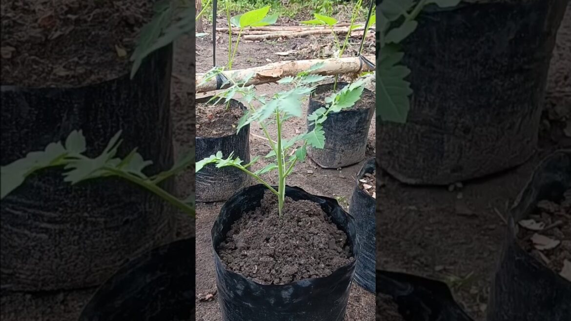 Gardening tips for tomato 🍅🍅🍅 #gardening #farming #farmer #agriculture #satisfying Gardening tips for tomato 🍅🍅🍅 #gardening #farming #farmer #agriculture #satisfying
