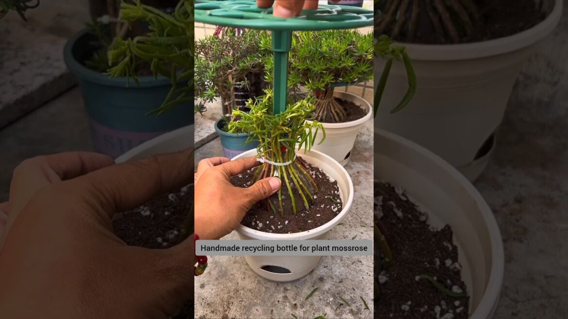 Tips growing Portulaca flower easy #shortvideo #gardeningtips #plants #houseplants