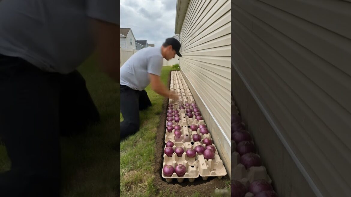 Backyard garden transformation... planting purple onions in egg cartoons 😯 ...