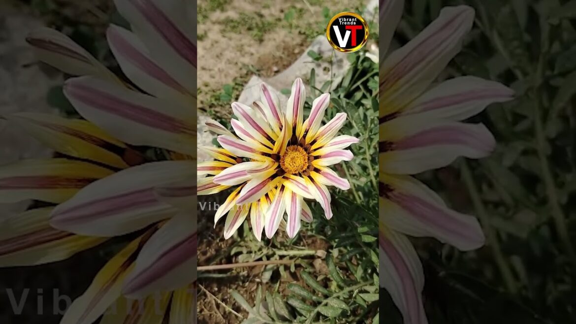 Summer Plants and Flowers | Flower Decoration| Garden| Park | Plants| Blossom| Vibrant Trends