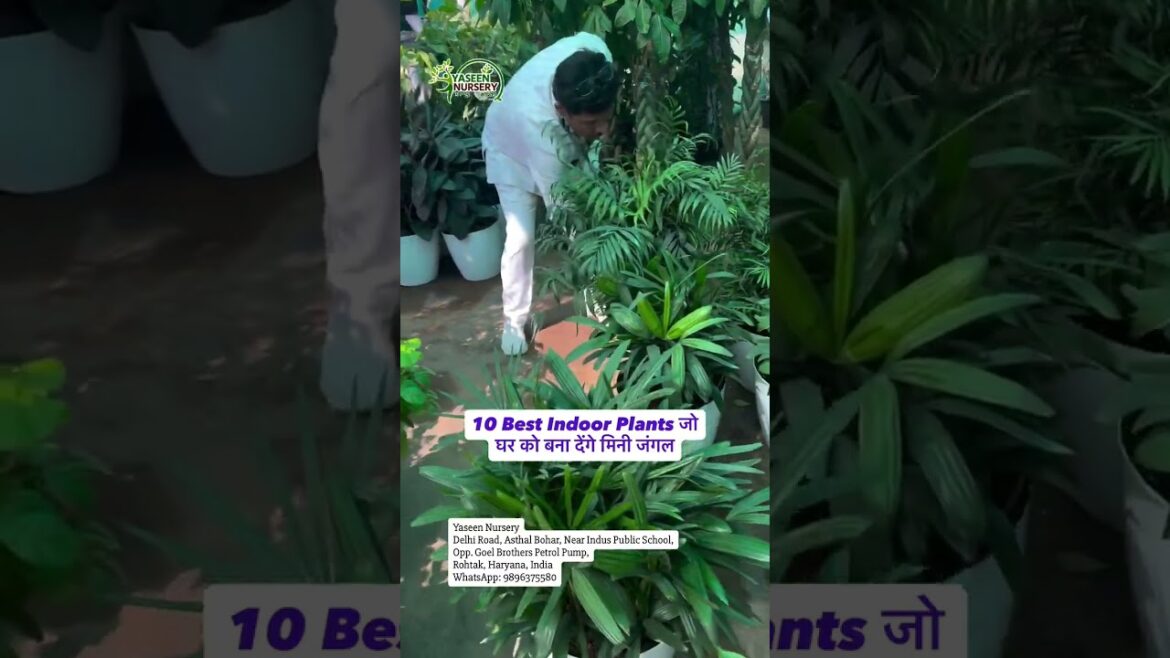 सही Indoor Plants न सिर्फ घर को सुंदर बनाते हैं बल्कि हवा को भी शुद्ध करते हैं।