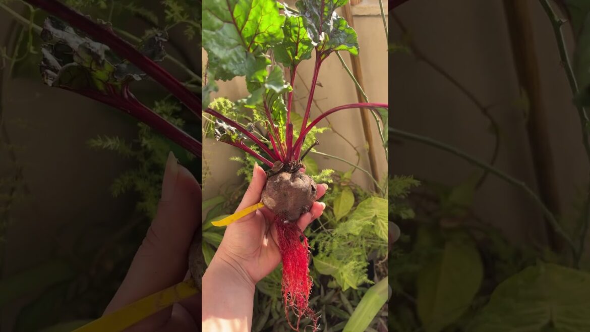 ازرع البصل والثوم في الماء فقط! 🌿زراعة بدون تربة من مطبخك#اكسبلور #زراعة #shorts ازرع البصل والثوم في الماء فقط! 🌿زراعة بدون تربة من مطبخك#اكسبلور #زراعة #shorts