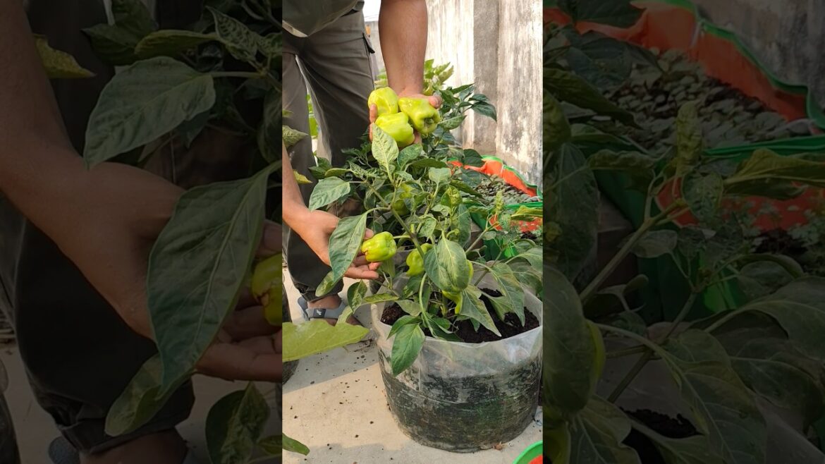 Capsicum, Tomato, Purple Cabbage & Garlic Leaves Harvesting | Fresh Garden Vegetable | Jeet Vlog 3.0 Capsicum, Tomato, Purple Cabbage & Garlic Leaves Harvesting | Fresh Garden Vegetable | Jeet Vlog 3.0