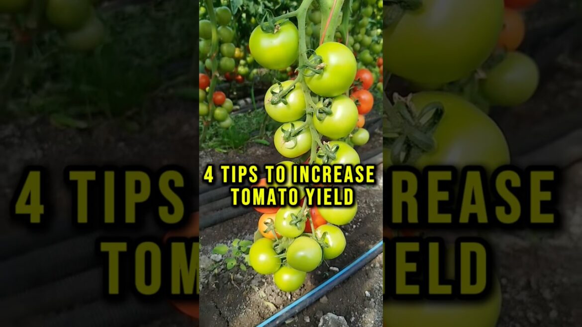 4 Tips To Increase Tomato 🍅 Yield #springgarden #tomato #garden #pepperspray #gardentips #viral