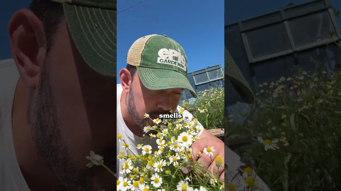 This is how I harvest my chamomile...