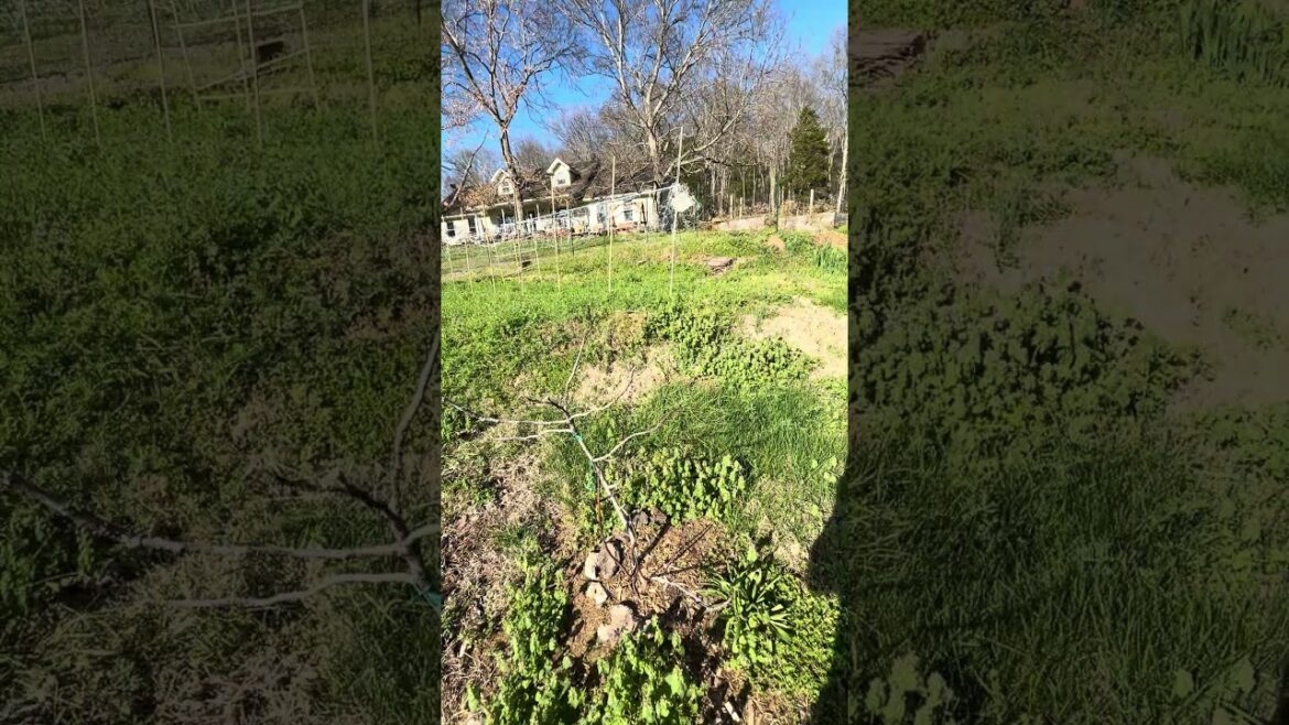 Got weeds? #garden