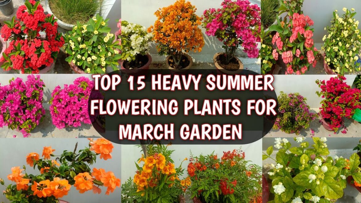 TOP 15 HEAVY SUMMER FLOWERING PLANTS FOR MARCH GARDEN ππΈ| TOP 15 MARCH FLOWERS ππΈ TOP 15 HEAVY SUMMER FLOWERING PLANTS FOR MARCH GARDEN ππΈ| TOP 15 MARCH FLOWERS ππΈ