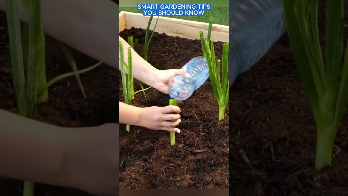 Smart gardening tips you should know #gardeningtips #tips #adamrose