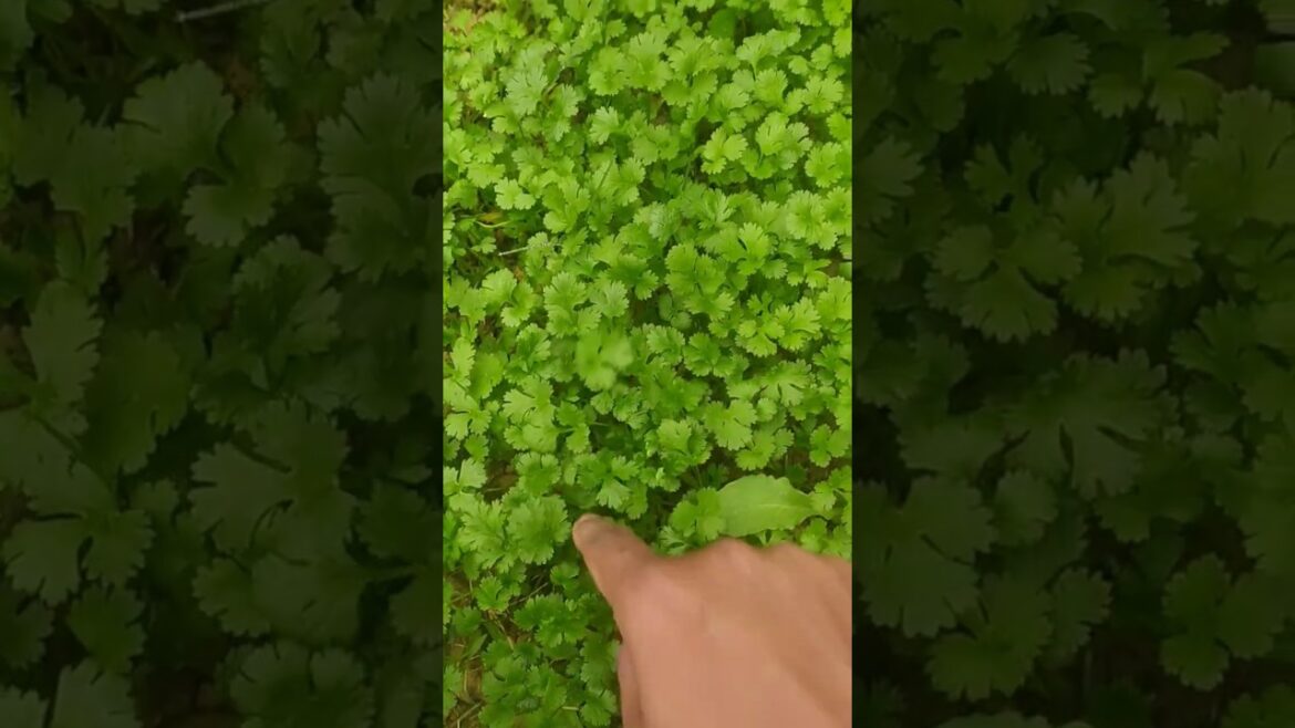 How to grow fresh coriander at home #shorts #viral #garden #coriander #gardening How to grow fresh coriander at home #shorts #viral #garden #coriander #gardening