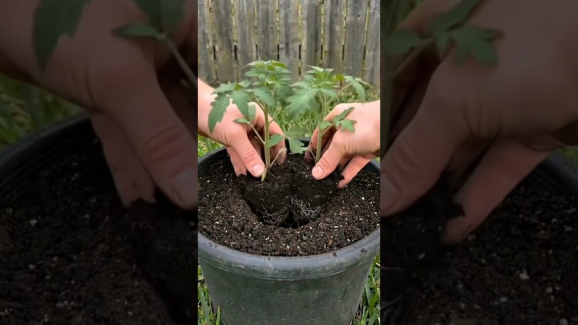 From Waste to Harvest, Amazing Tomato Growing Trick