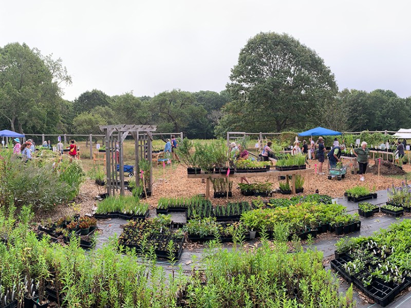 Maine Gardeners: Could this be the year you “go native”?