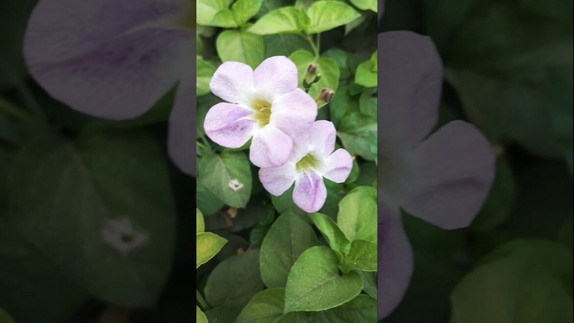 Chinese violet flowers plant knowledge. Chinese violet flowers plant knowledge.
