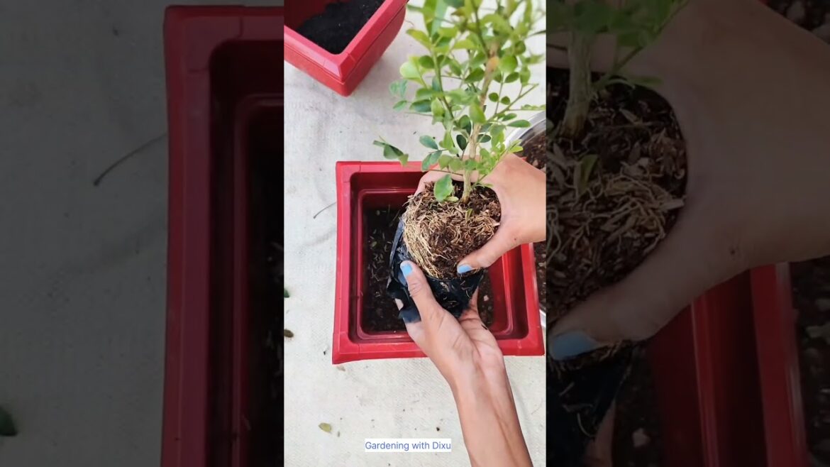 Madhu kamini plant kab kaise lagaye |Grow Madhu Kamini.#gardeningtips #viral #madhukamini #flowers