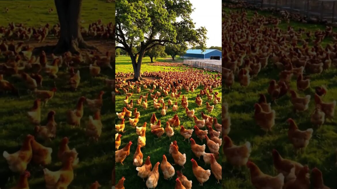 🐔 “A Crazy Moment: Chickens Rush Out Like a Flood – You've Never Seen This Before!” #viral