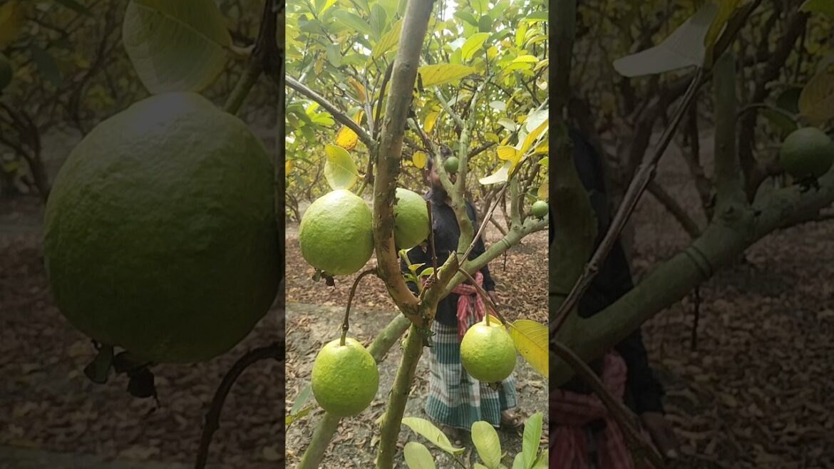 guava farming #shorts #farming #viral guava farming #shorts #farming #viral