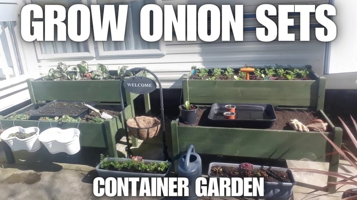 How To Grow Onions From Sets [Container Gardening ]