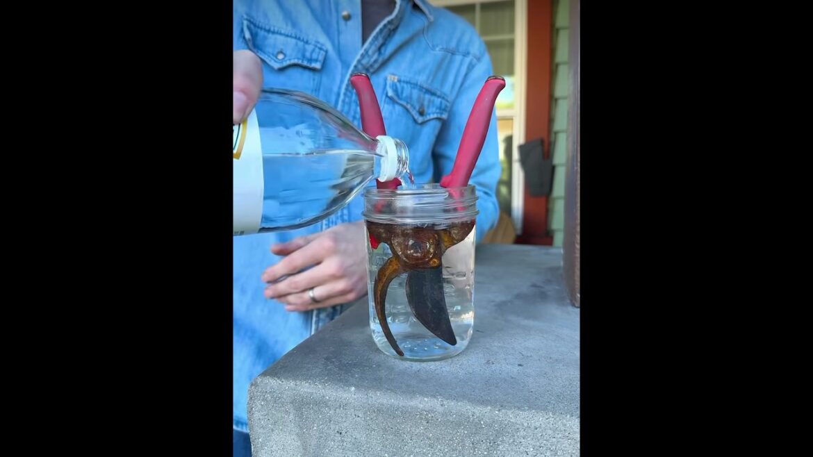 How To Clear Rust From Your Garden Tools 🛠️ #tools #garden #rust #spring #gardening