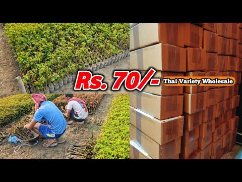 500+ Thai Varieties|| Bougainvillea Flower Plant Supplier All India || Wholesale Nursery Kolkata 500+ Thai Varieties|| Bougainvillea Flower Plant Supplier All India || Wholesale Nursery Kolkata