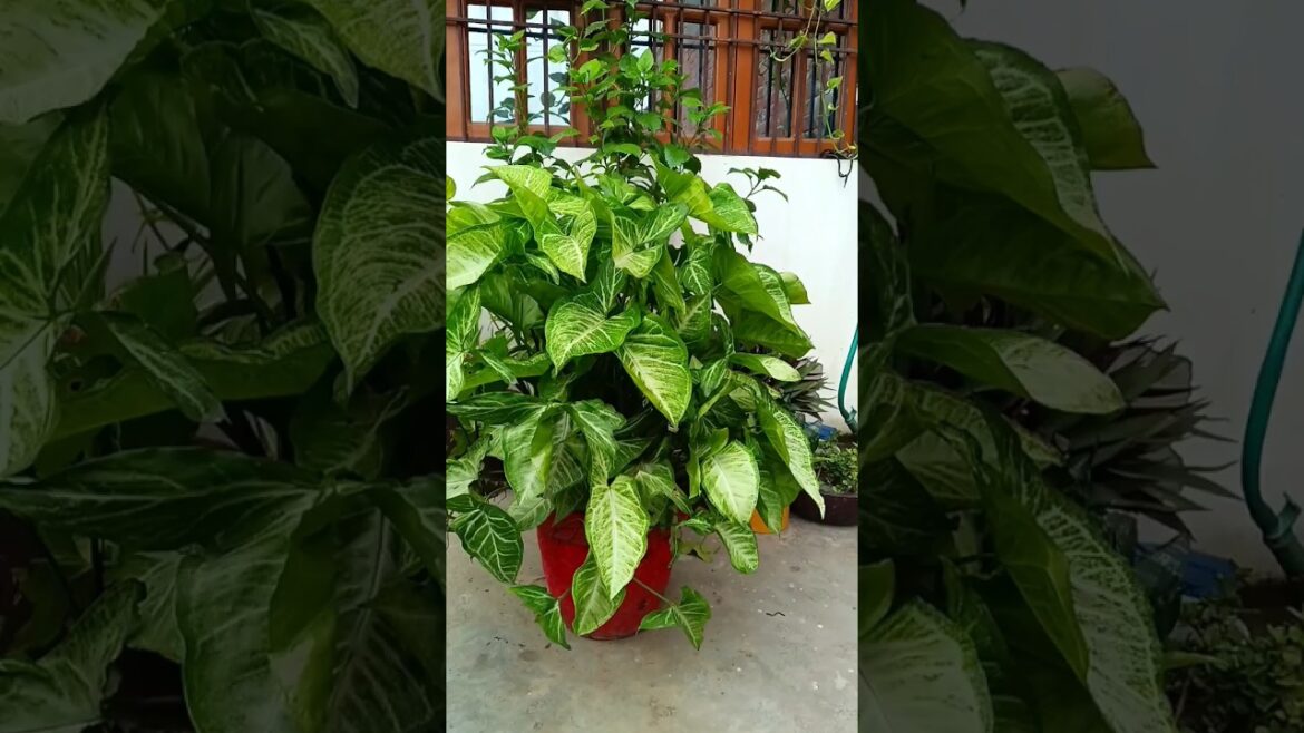 syngonium plant Ghana kaise karen #plants #garden #trending #gardening #shortsfeed #shorts #viral