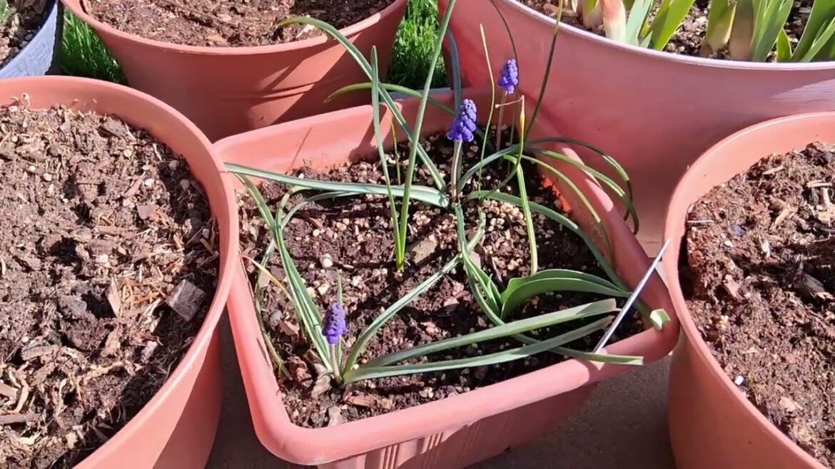 My Simple Container Garden beginnings for the 2026 Gardening Season, It’s Spring time! Zone 7A My Simple Container Garden beginnings for the 2026 Gardening Season, It's Spring time! Zone 7A
