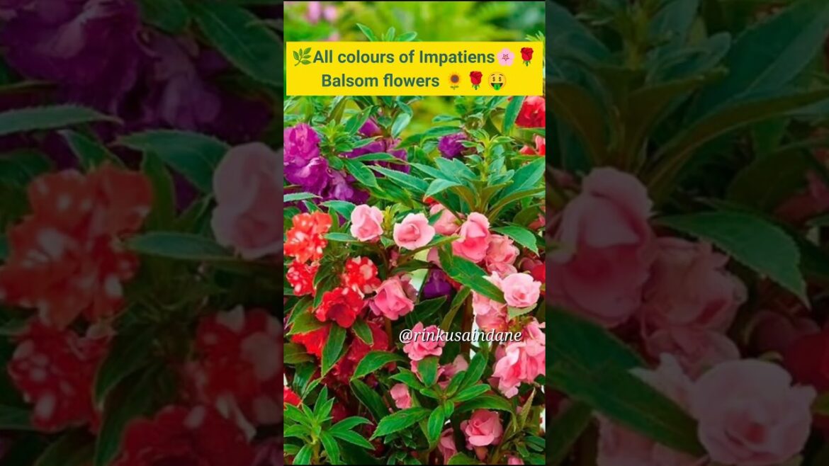 Beautiful Impatiens 🌸💐🌹 flowers 🌺 Balsom #trending #shorts #viral
