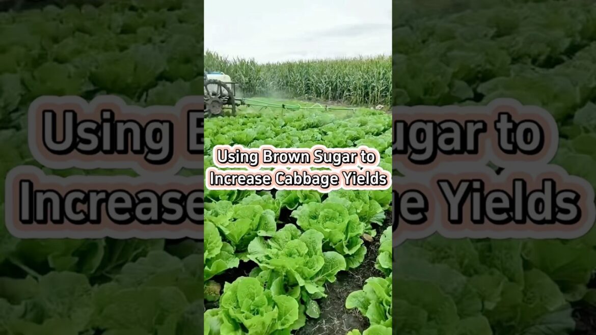 Organic Plant fertilizer #garden #gardeningtips #gardening #viralshort #plants #music #feedshorts