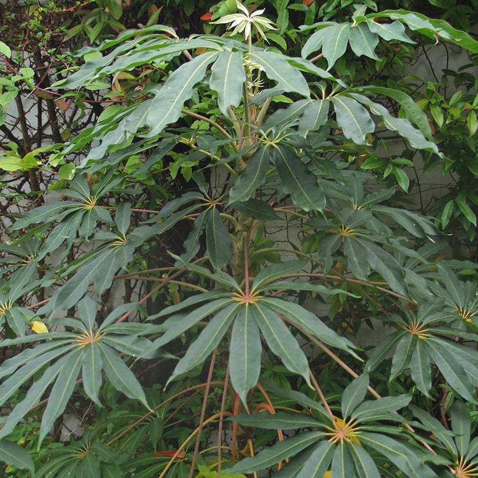 Taiwanese schefflera (syn. Heptapleurum taiwanianum)