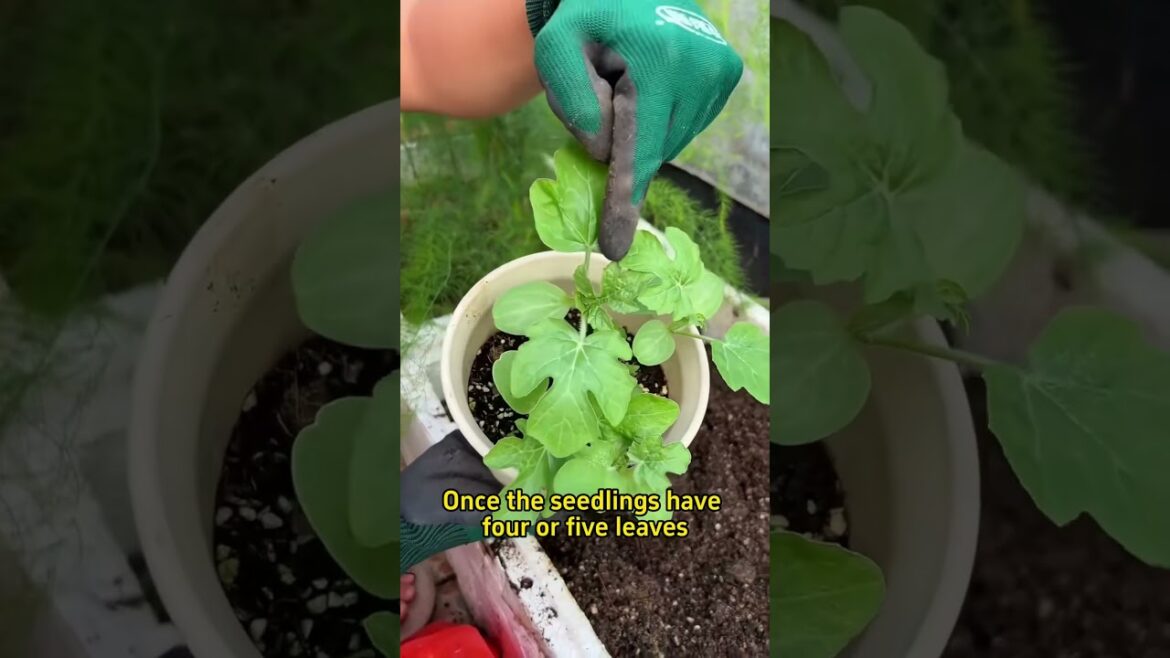 4 tips for growing watermelons have you learned them  #garden #plants