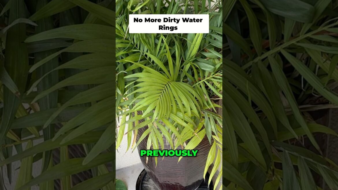 California Gardening: No More Dirty Water Rings! GreenStalk Ultimate Mover Patio Refresh No More Dirty Water Rings! GreenStalk Ultimate Mover Patio Refresh
