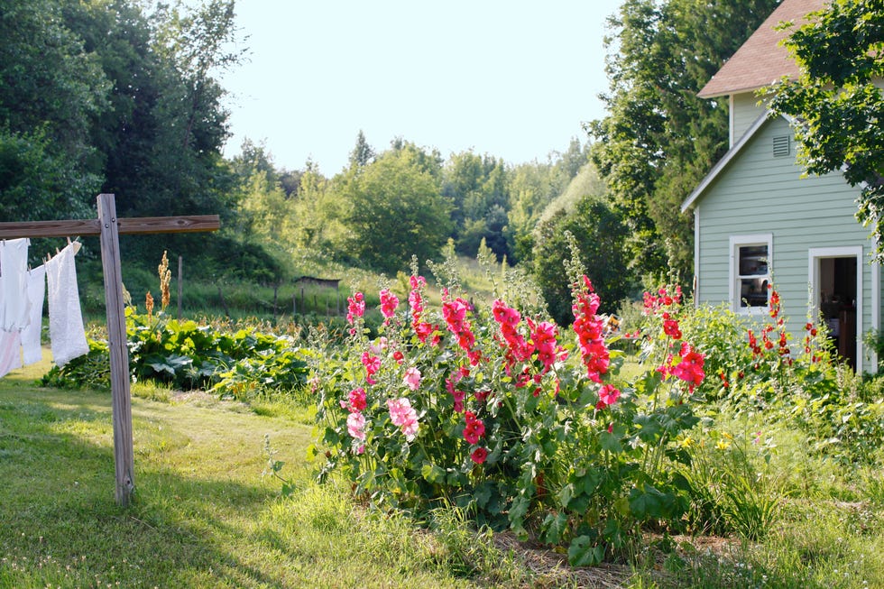 garden with flowers, laundry hanging on line, country home, blooms, country scenes, clothesline garden with flowers, laundry hanging on line, country home, blooms, country scenes, clothesline