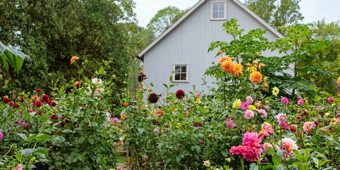6 Cottage Garden Flowers That Come Back Year After Year 6 Cottage Garden Flowers That Come Back Year After Year