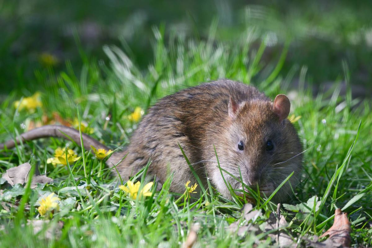 Rat in grass