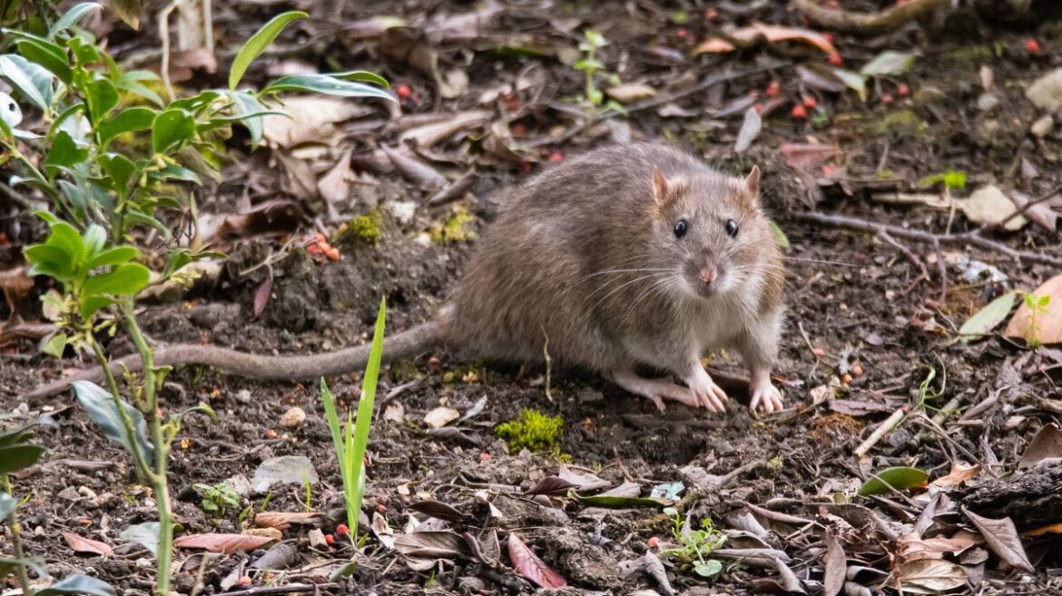 Alan Titchmarsh’s easy gardening tip will stop rats entering your garden this spring Edinburgh Live