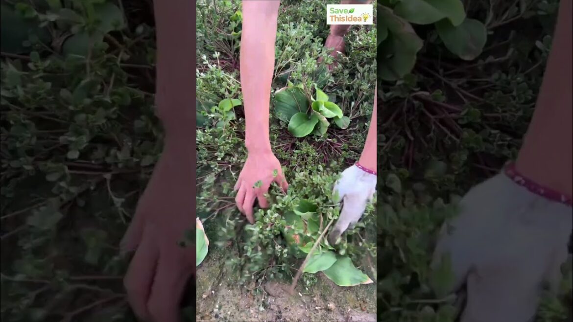 too easy... #shorts #trendingshorts #gardening #gardentools #agriculture