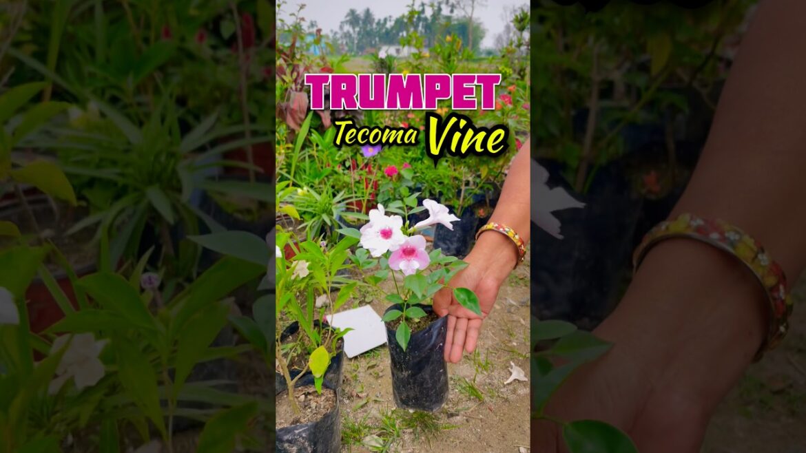 Top Permanent Plants That Thrive in Summer Heat 🌿☀️ #shorts #gardeningtips #summerflower