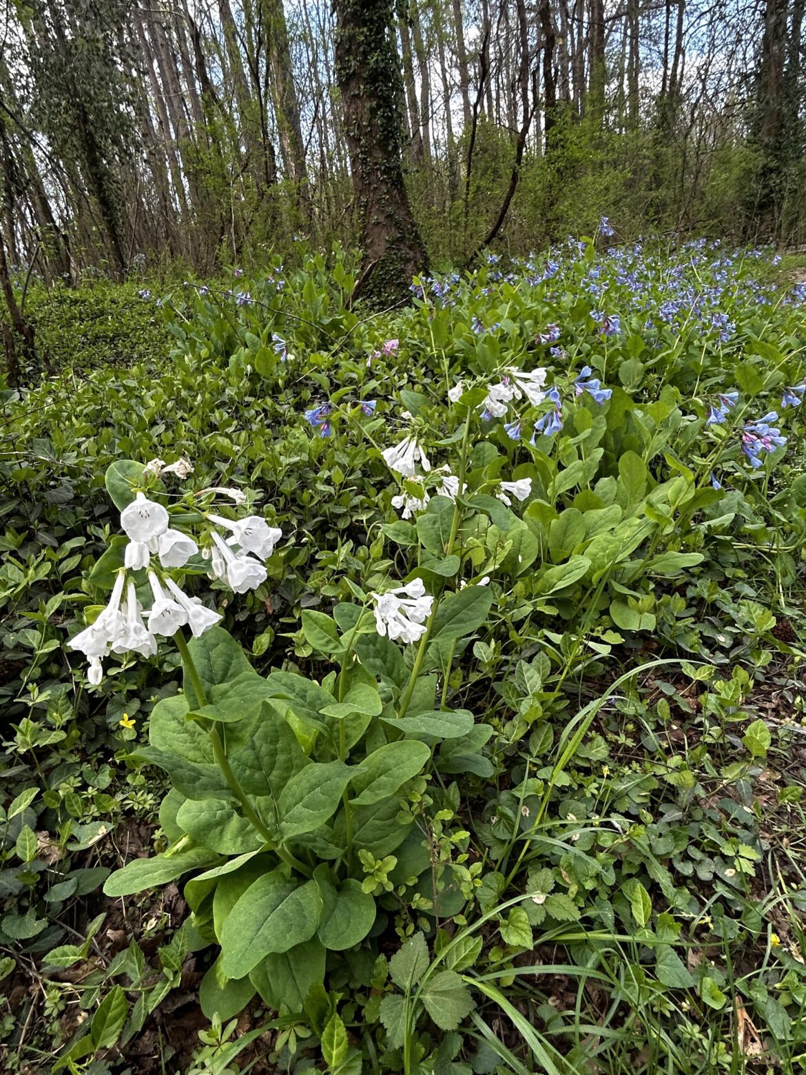 Virginia Bluebell mutation